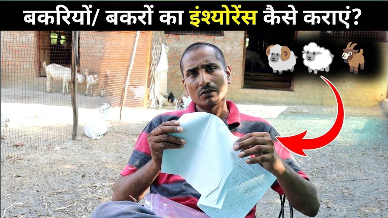 Bakri ka Bima Kaise Hota Hai | बकरी का बीमा कैसे होता है?, मारने पर मिलेगे इतने रुपये, जाने पूरी जानकारी